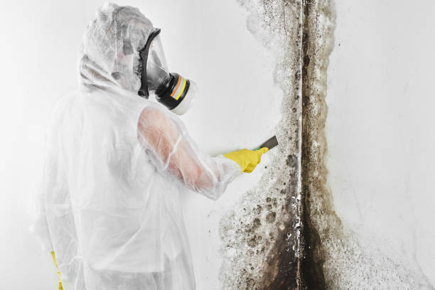 Best Emergency Mold Remediation  in Orange City, FL